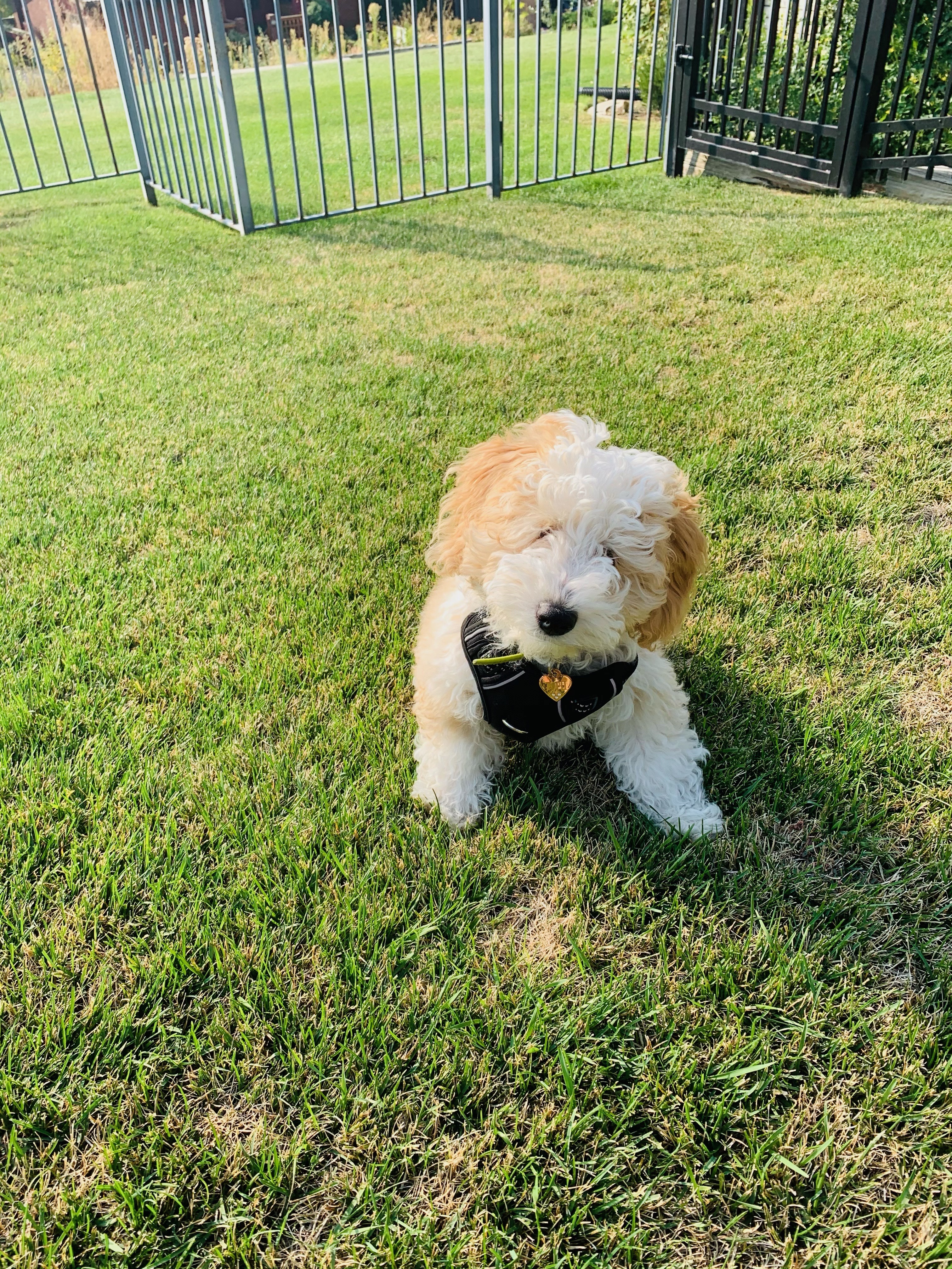 Puppy outside in the backyard